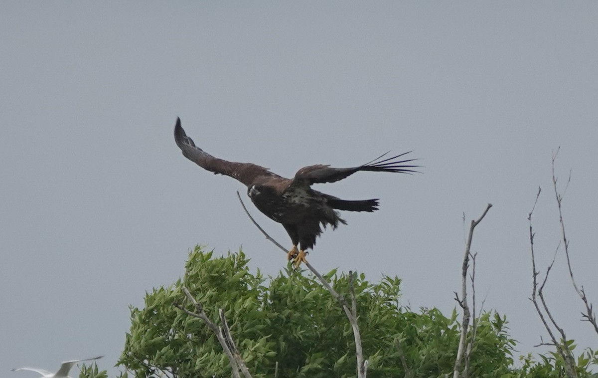 Bald Eagle - ML641340688