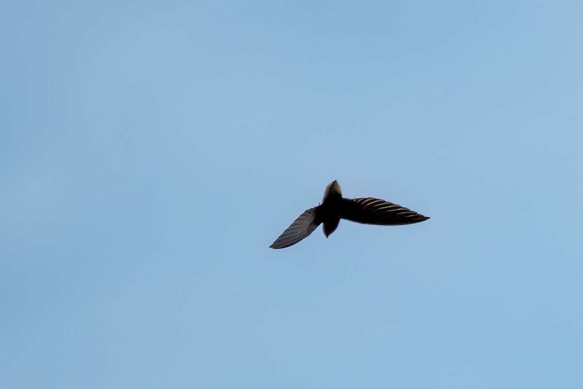 Short-tailed Swift - ML641340690