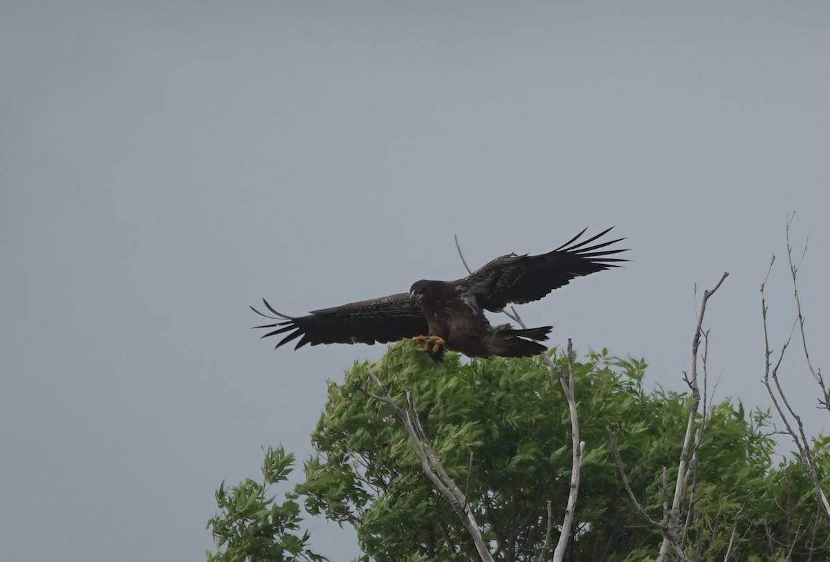 Bald Eagle - ML641340691