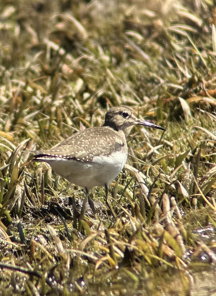 Solitary Sandpiper - ML641340692