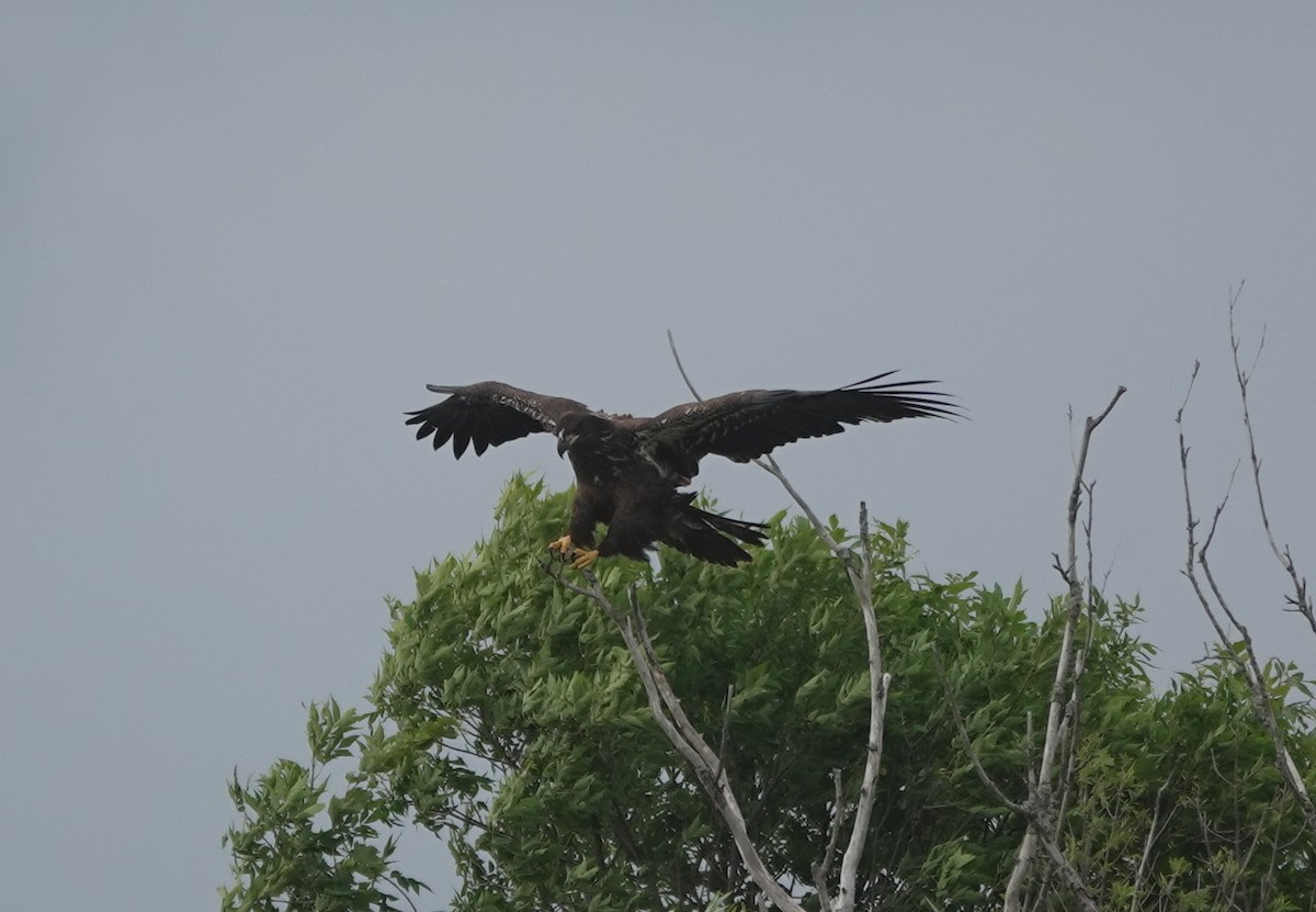 Bald Eagle - ML641340694
