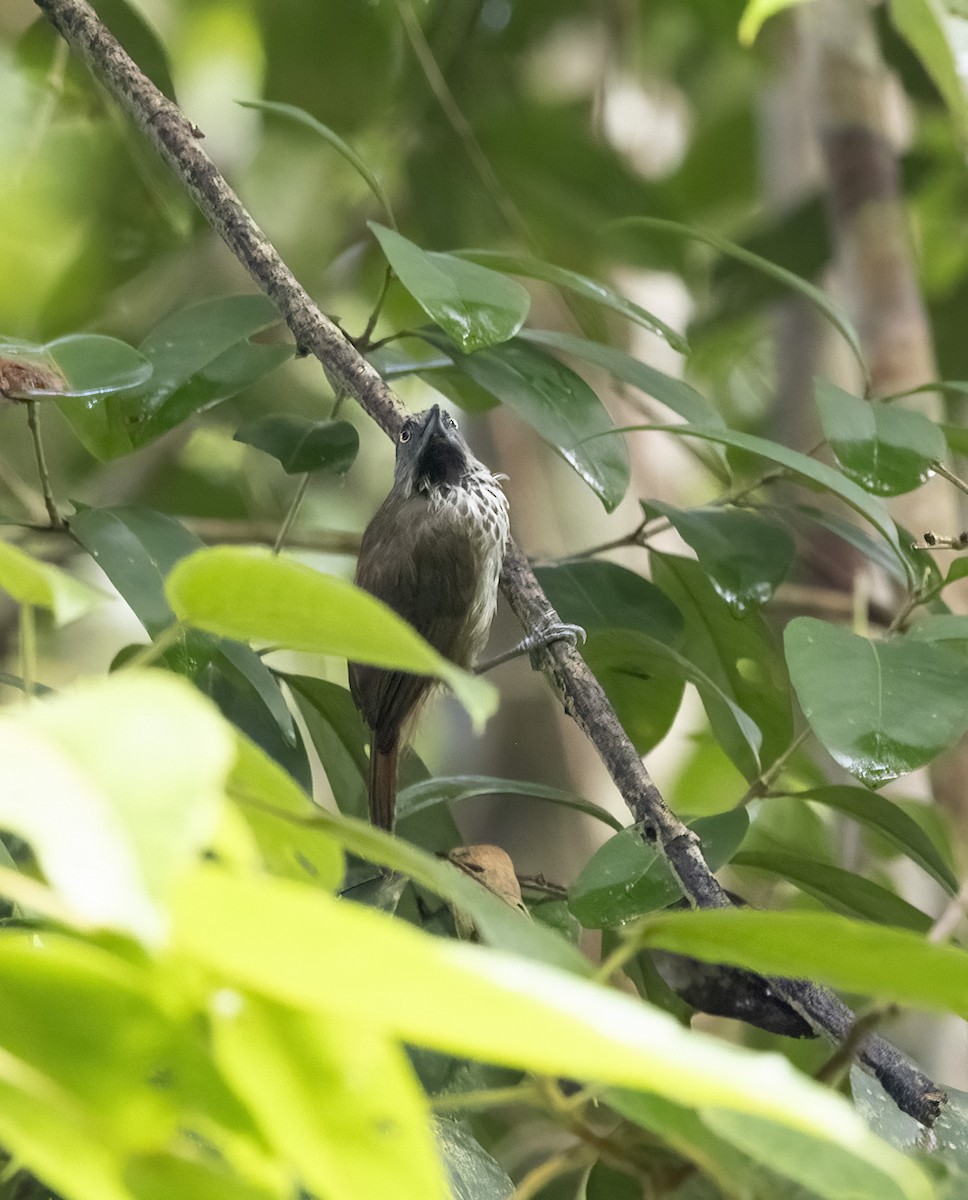 Chestnut-rumped Babbler - ML641340695