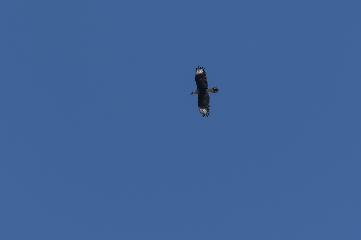 Crested Caracara - ML641340699