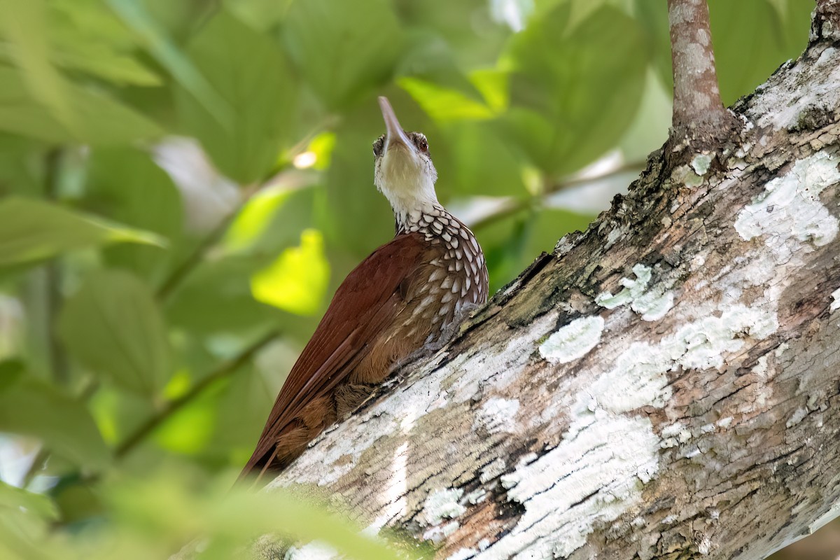 Long-billed Woodcreeper - ML641340700