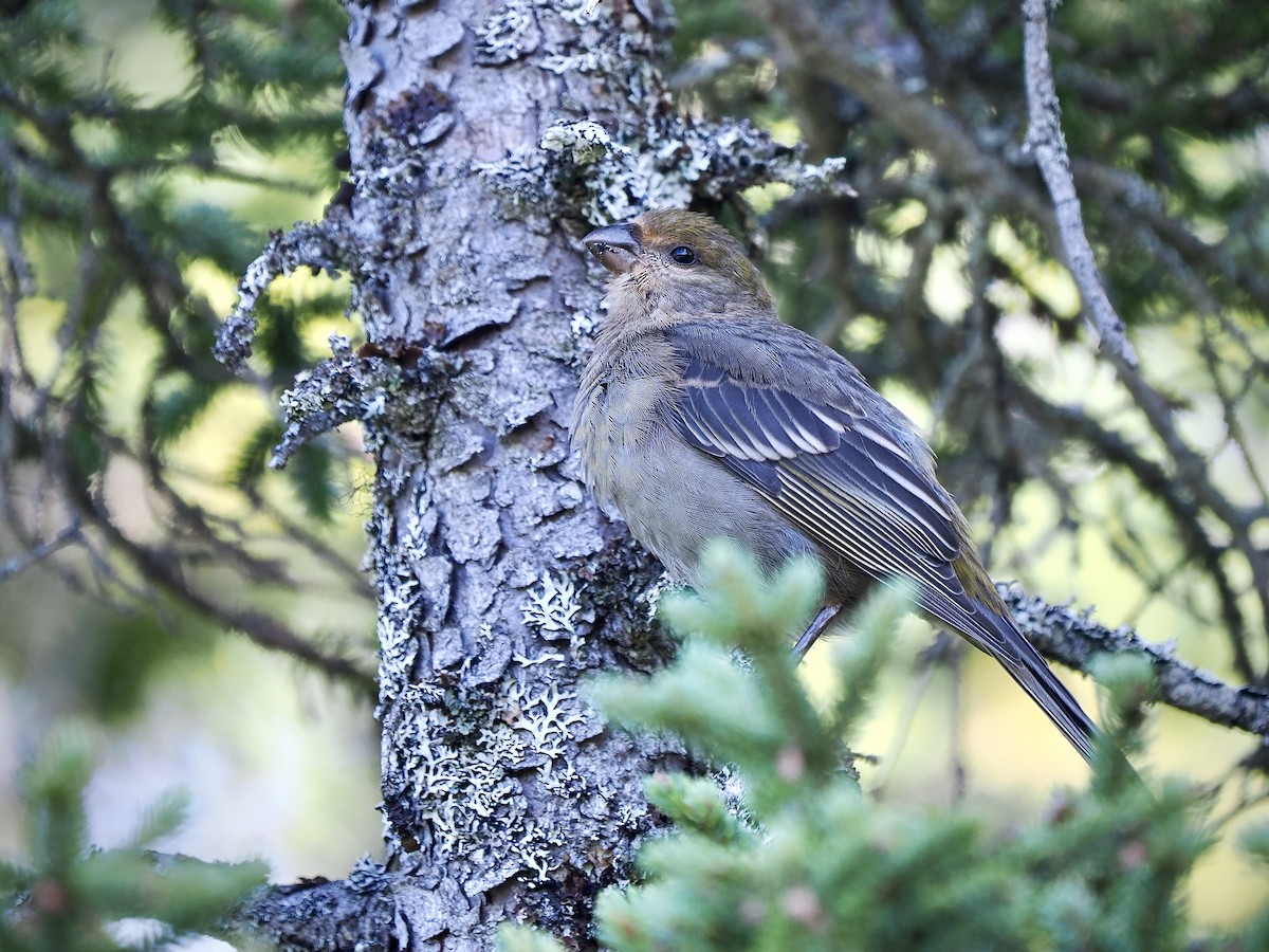 Pine Grosbeak - ML641340706