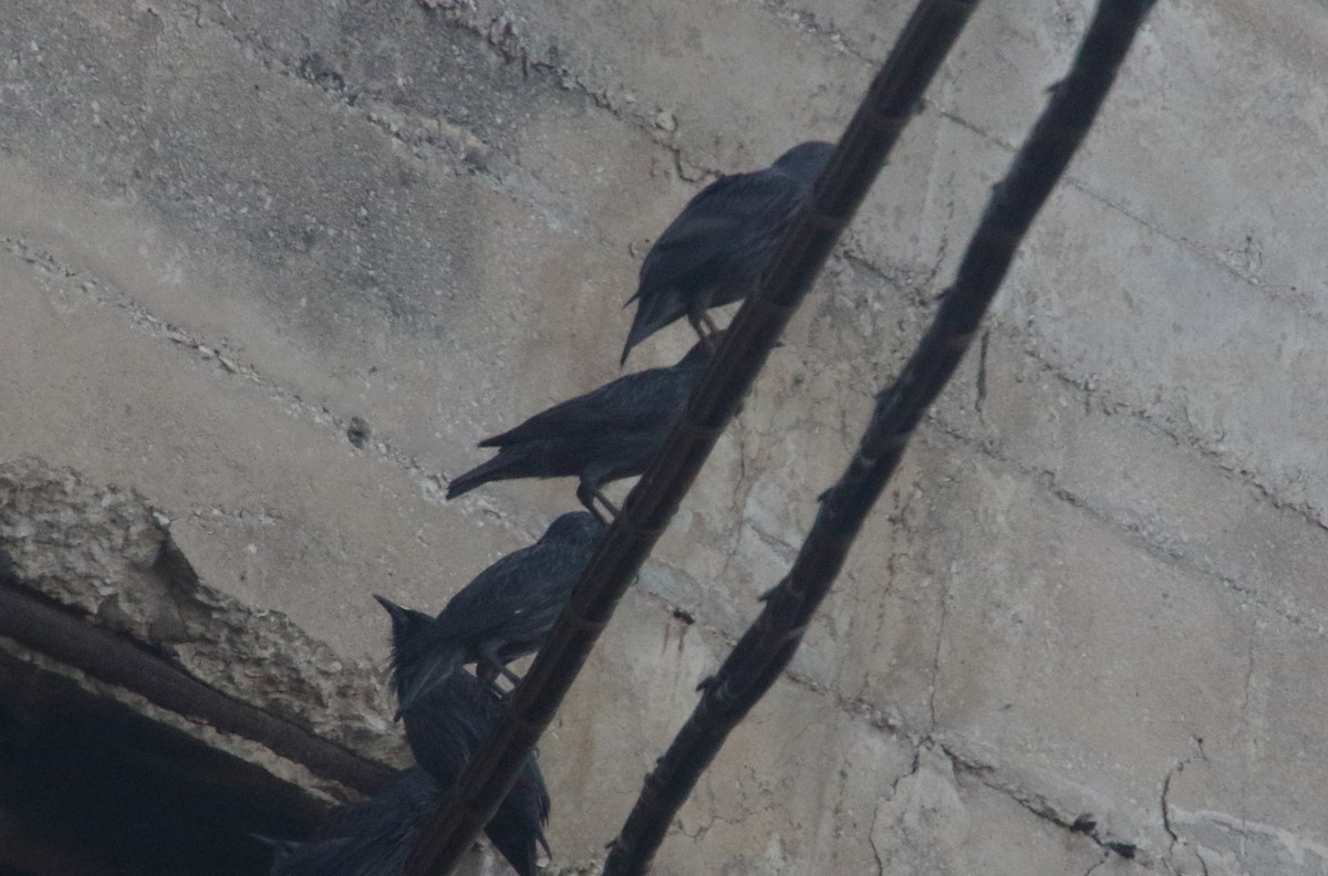 Spotless Starling - ML641340708