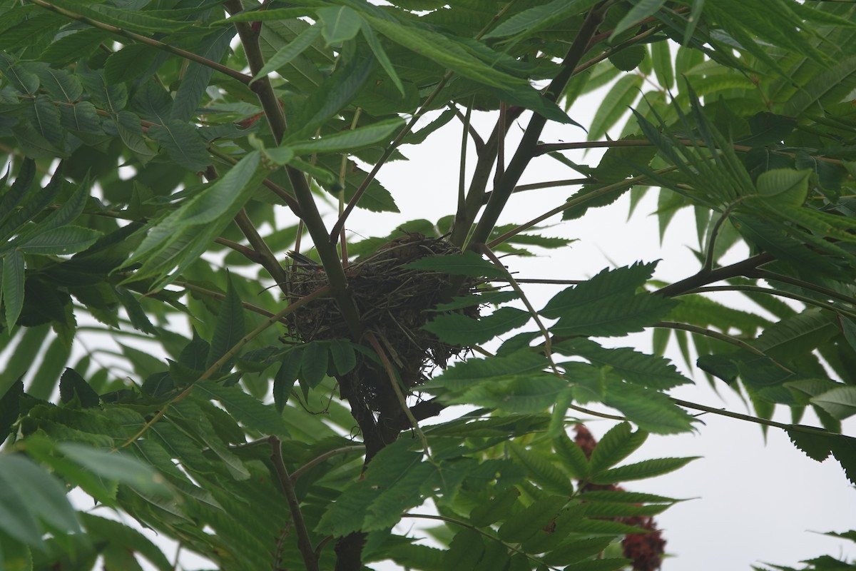 Cedar Waxwing - ML641340709
