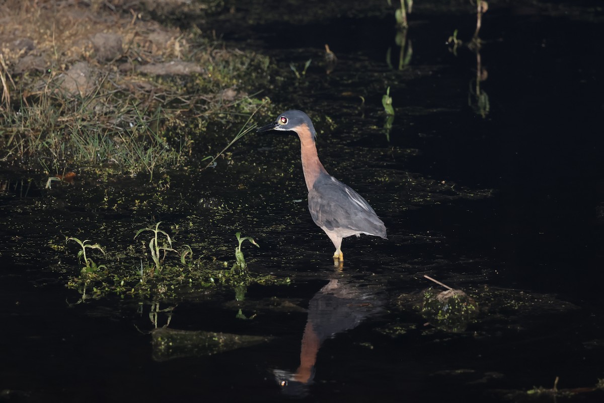 White-backed Night Heron - ML641340714