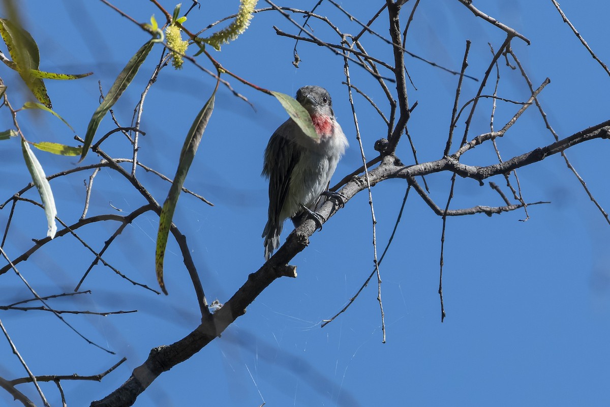 Rose-throated Becard - ML641340717