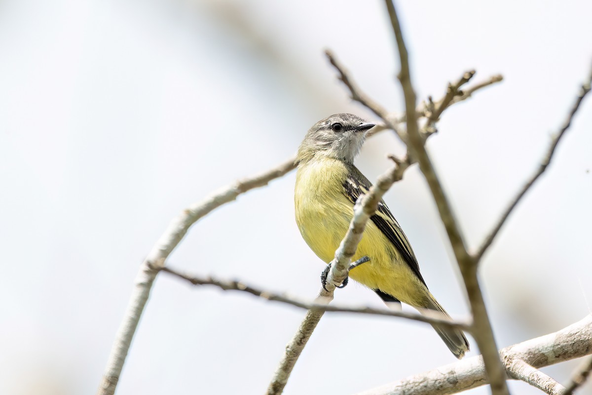 Yellow-crowned Tyrannulet - ML641340720