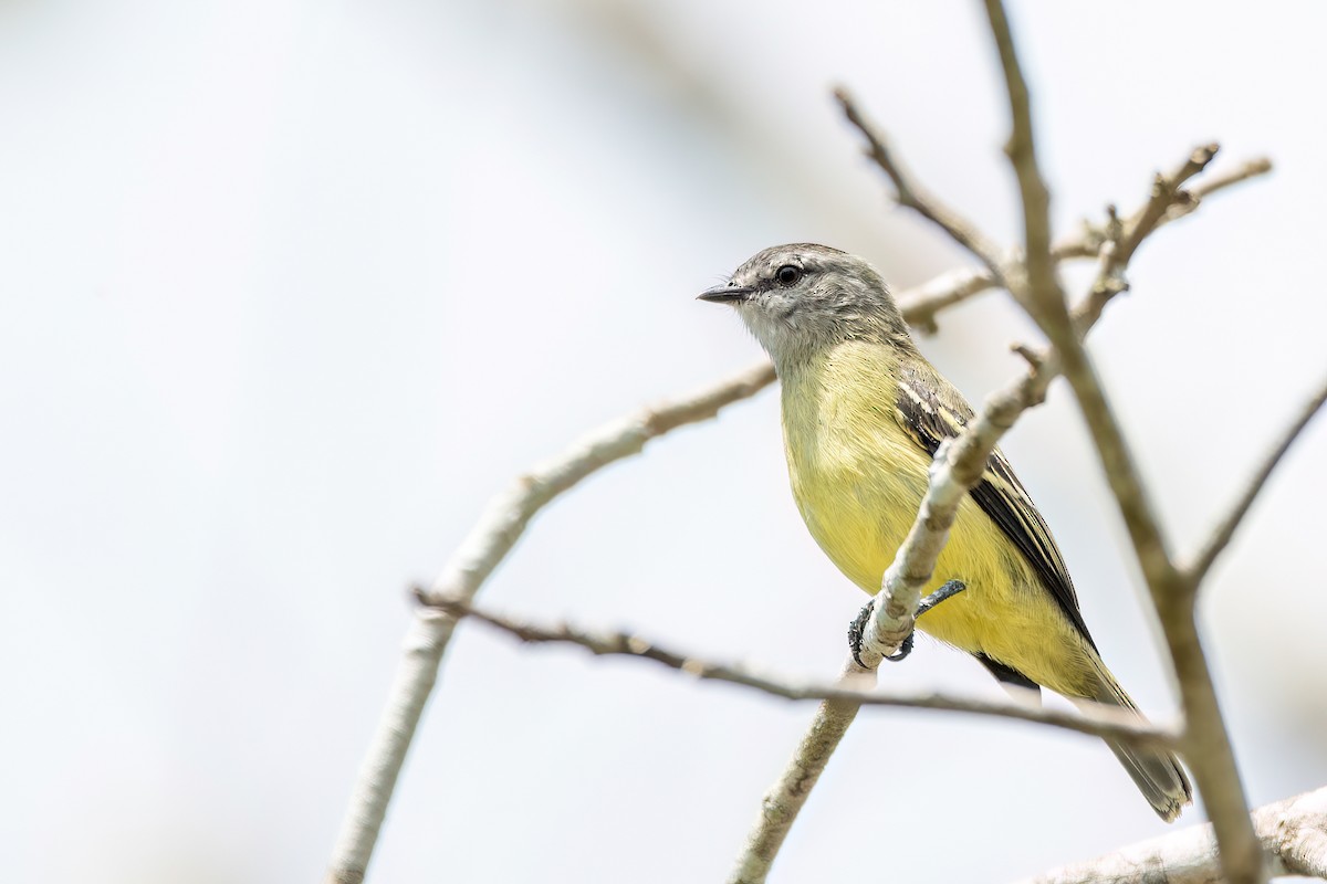 Yellow-crowned Tyrannulet - ML641340721