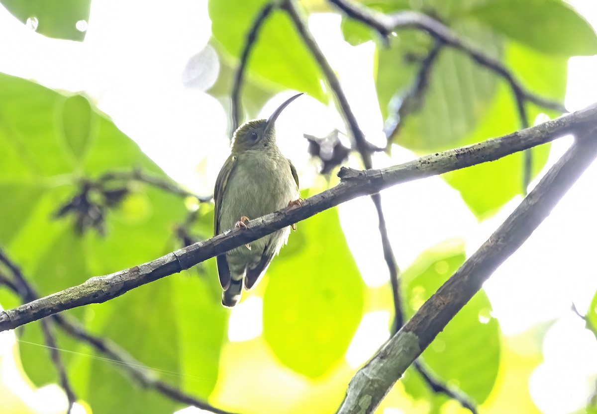 Gray-breasted Spiderhunter - ML641340723