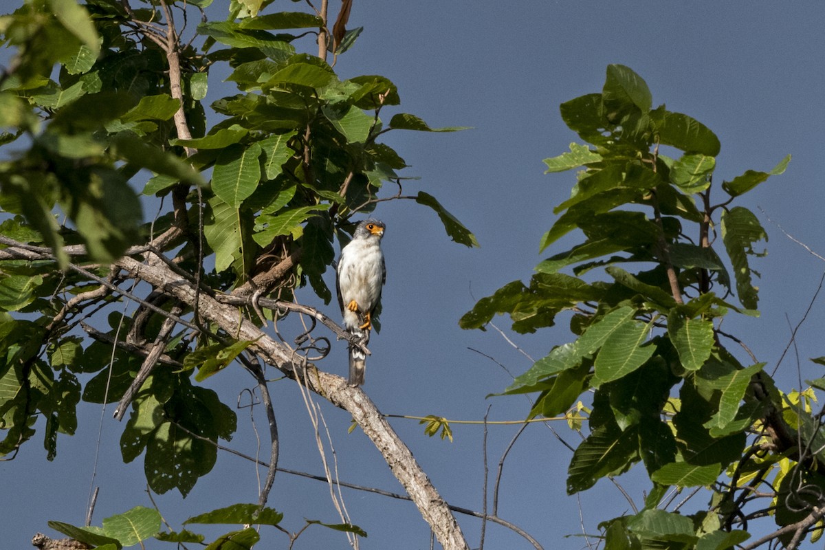 Halconcito Asiático - ML641340728