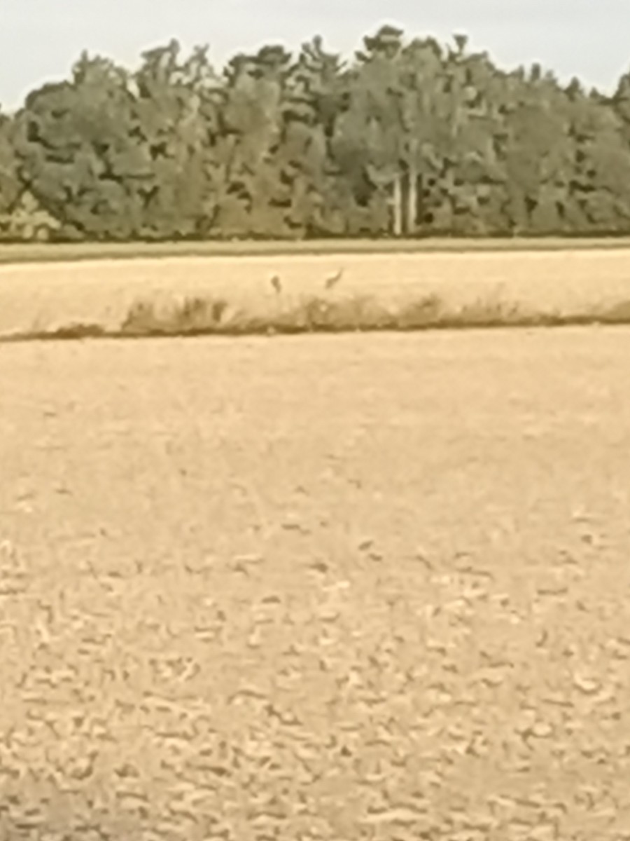 カナダヅル - ML641340735