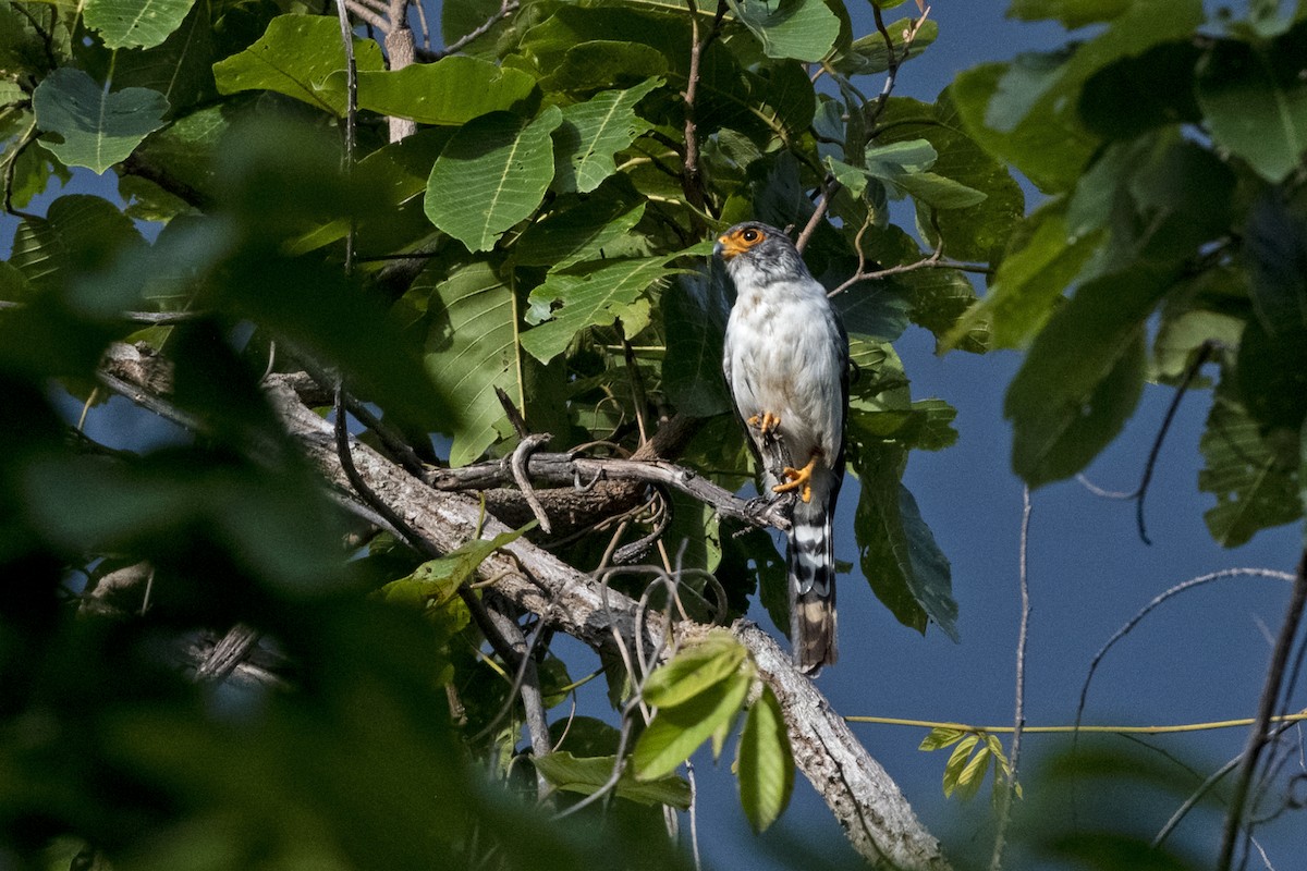 Halconcito Asiático - ML641340740