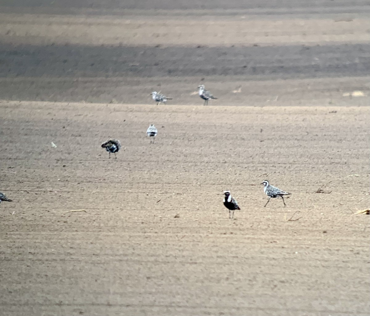American Golden-Plover - ML641340764
