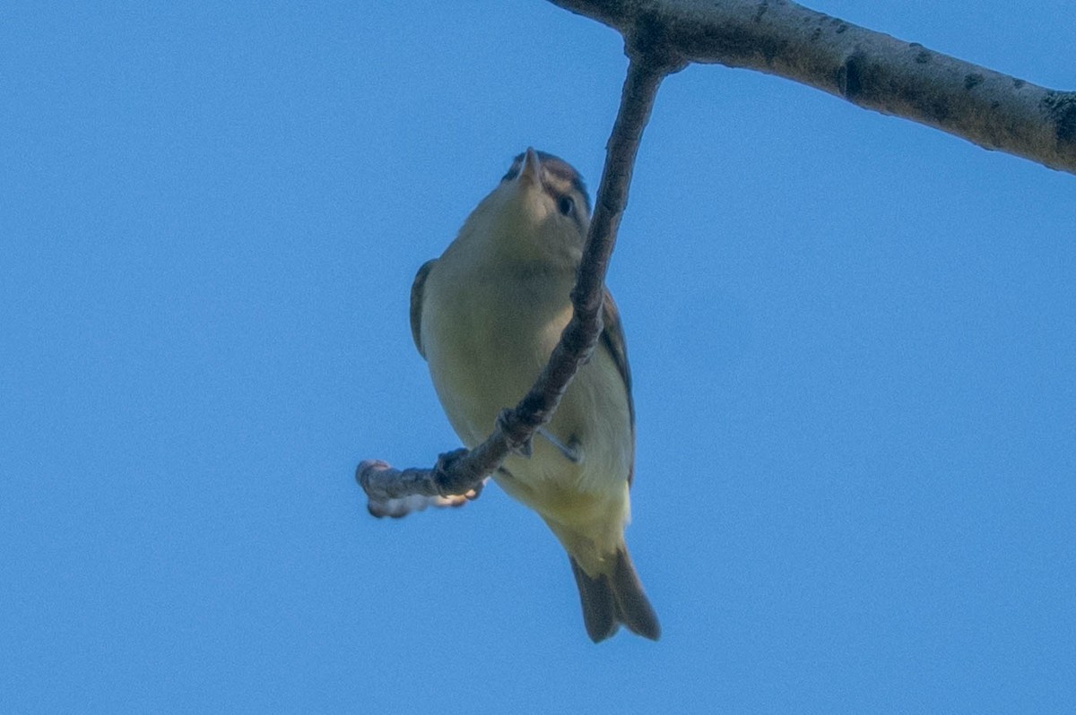 Vireo Ojirrojo - ML641340771
