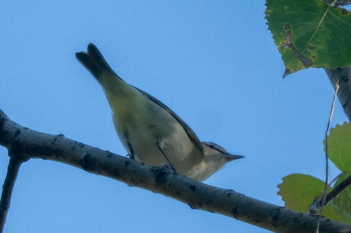 Vireo Ojirrojo - ML641340772