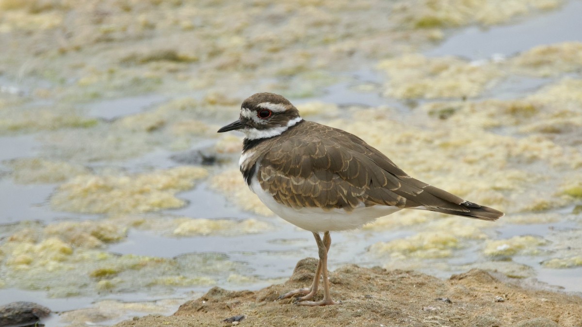 Killdeer - ML641340773