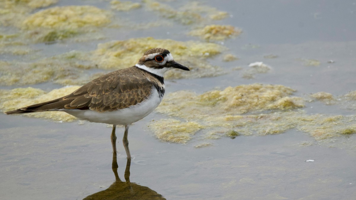 Killdeer - ML641340774