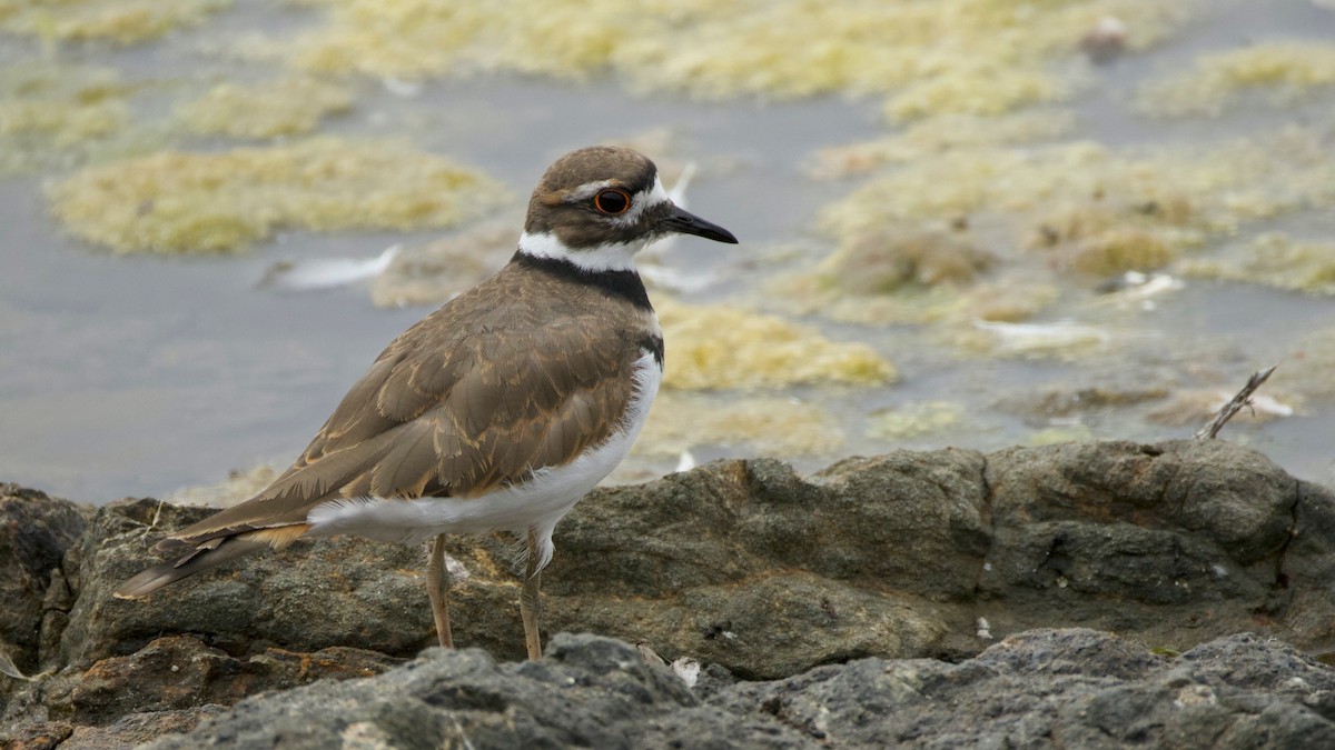 Killdeer - ML641340775