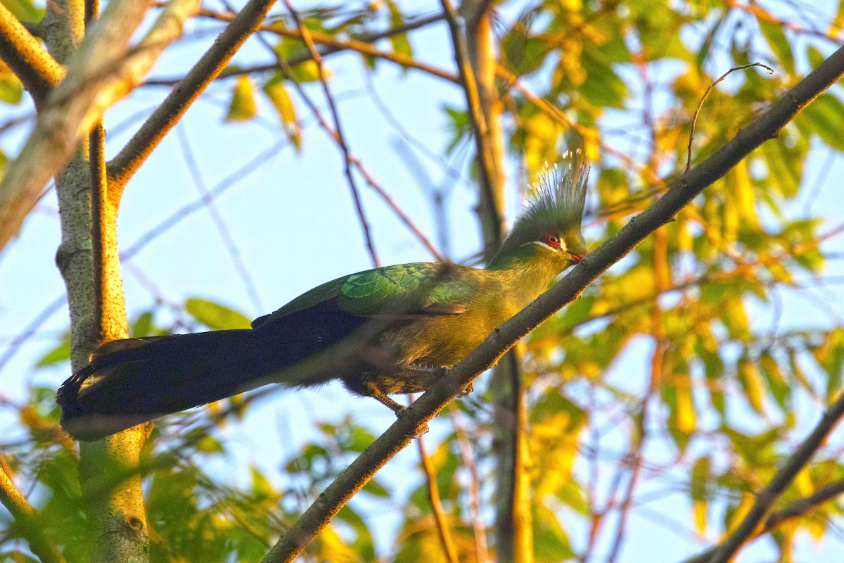 リビングストンエボシドリ - ML641340781