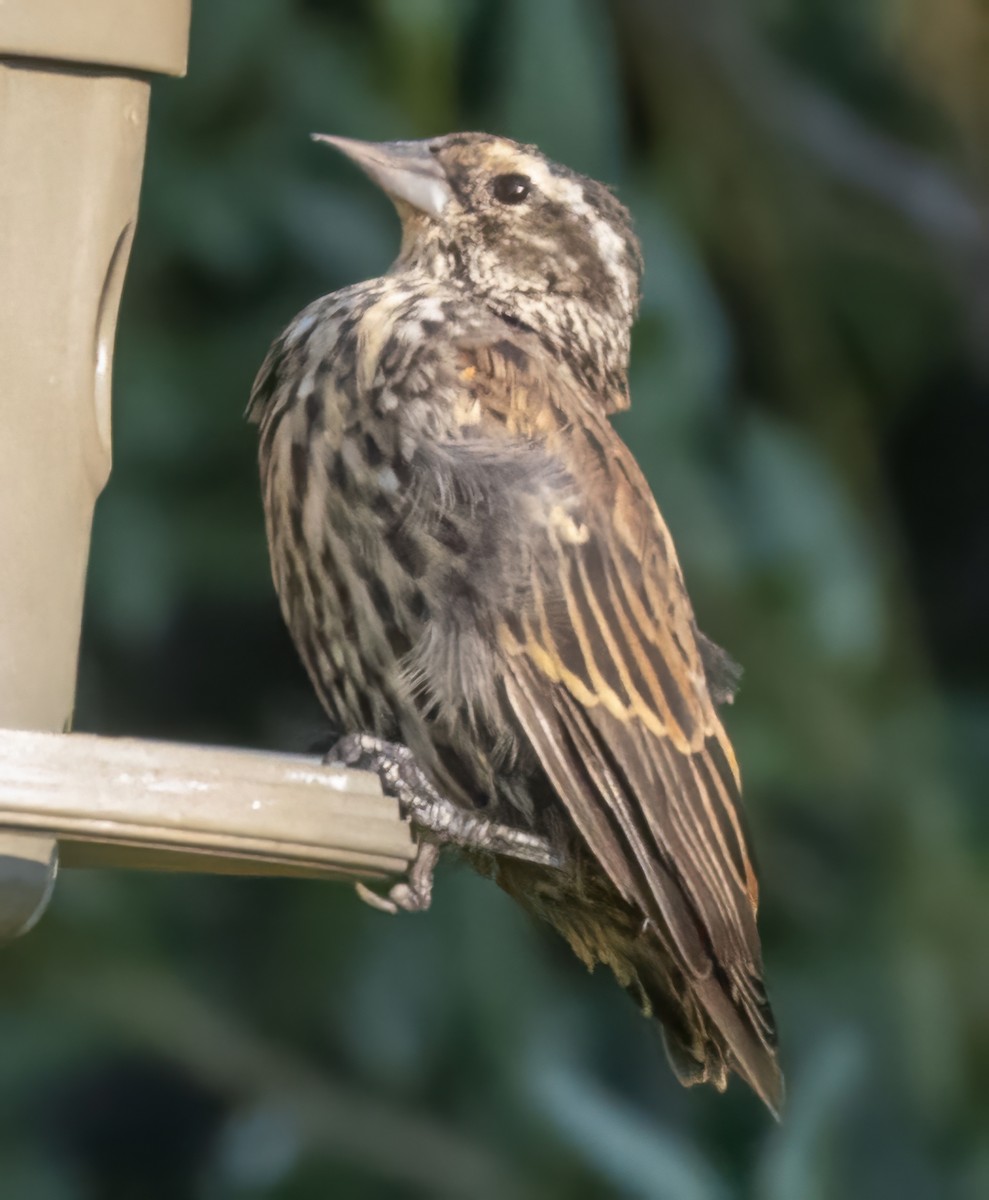 Red-winged Blackbird - ML641340785