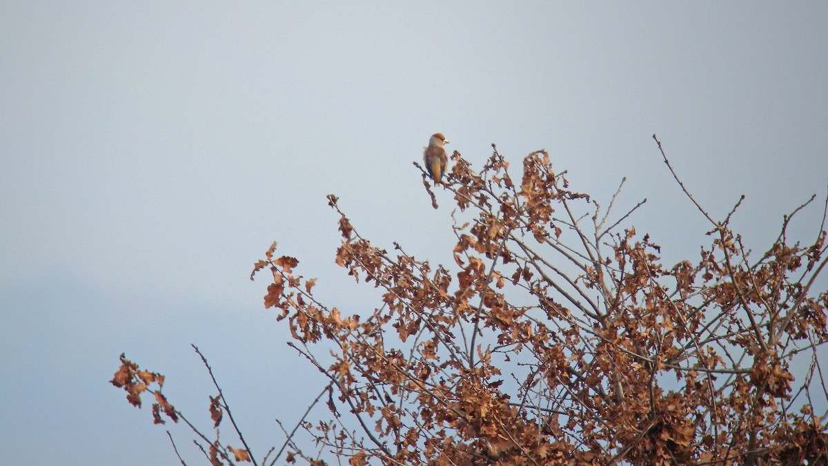 Hawfinch - ML641340786
