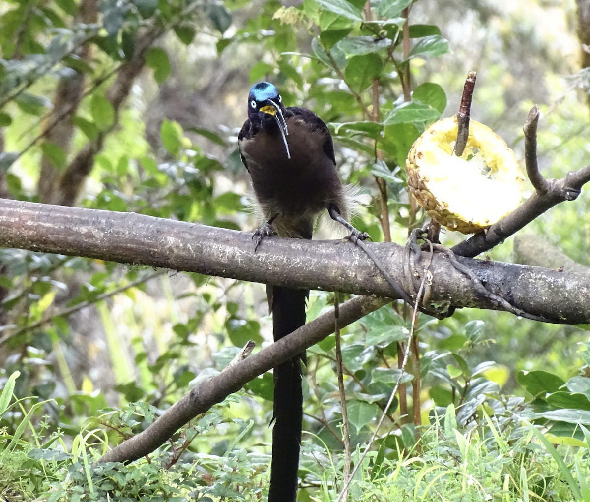 Brown Sicklebill - ML641340806