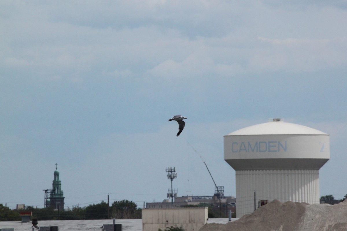 Laughing Gull - ML641340855
