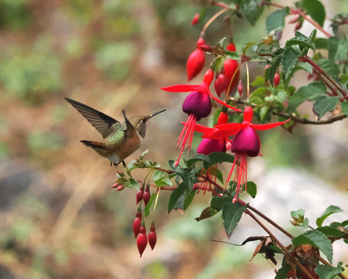 Rufous Hummingbird - ML641340857