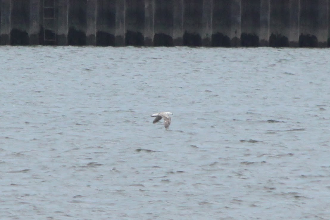 Great Black-backed Gull - ML641340858