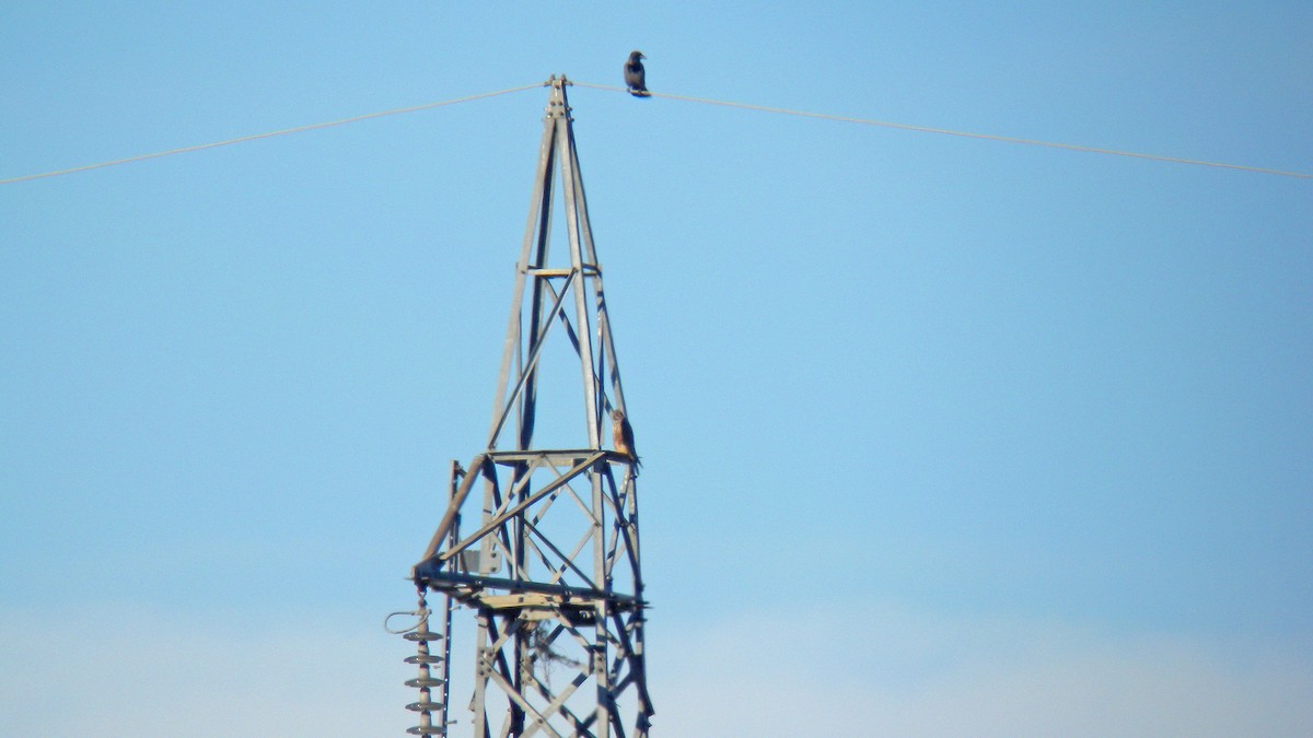 Lanner Falcon - ML641340864