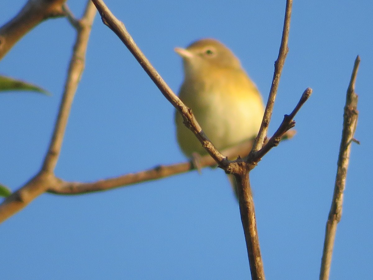 vireo sp. - ML641340868
