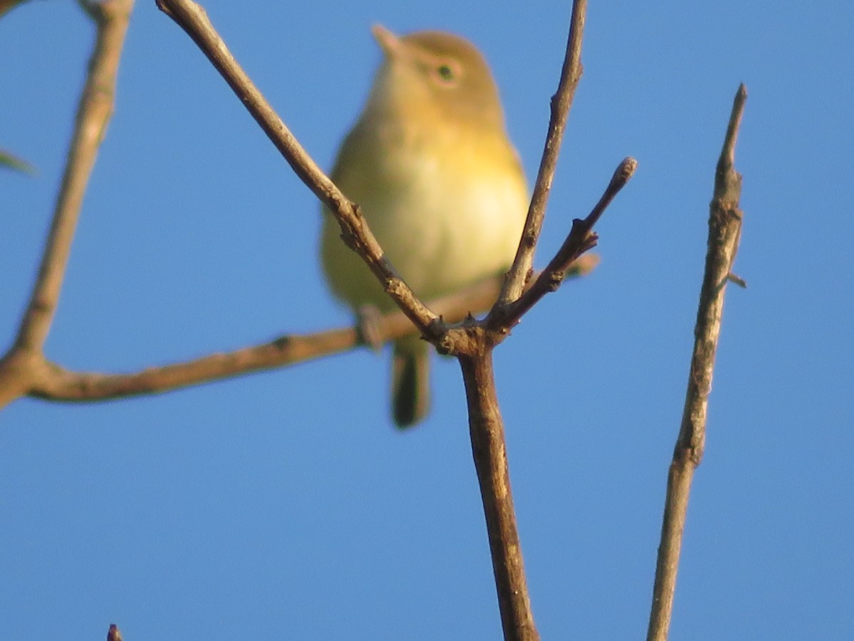 vireo sp. - ML641340870