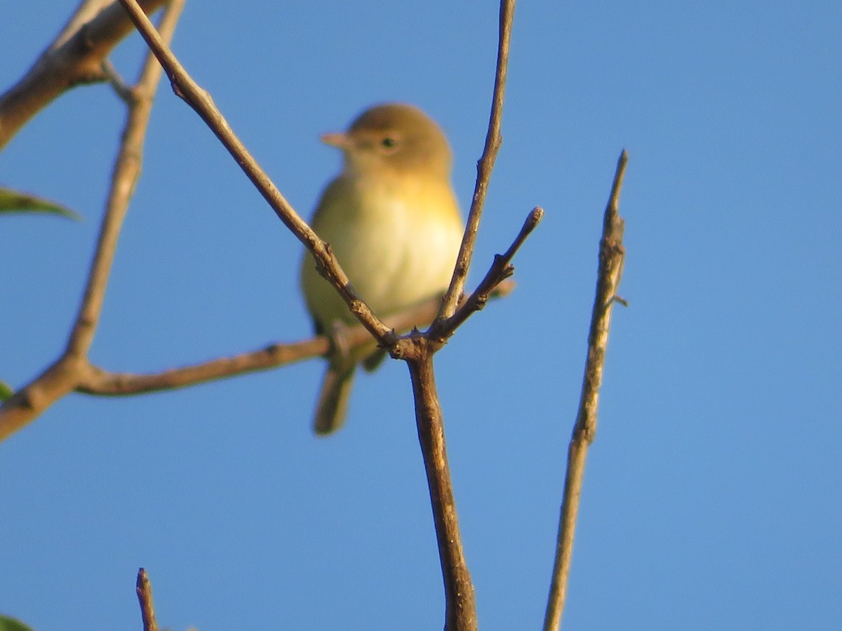 vireo sp. - ML641340871