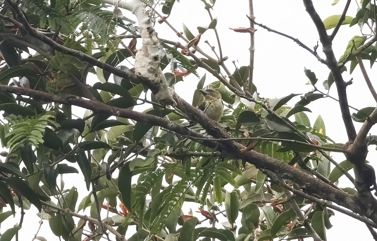 Sooty Barbet - ML641340877