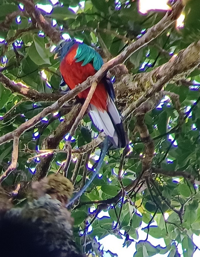Resplendent Quetzal - ML641340895