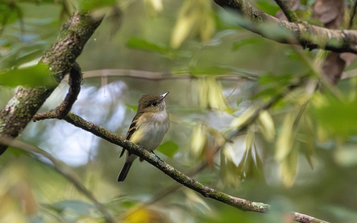 Buchenschnäppertyrann - ML641340896