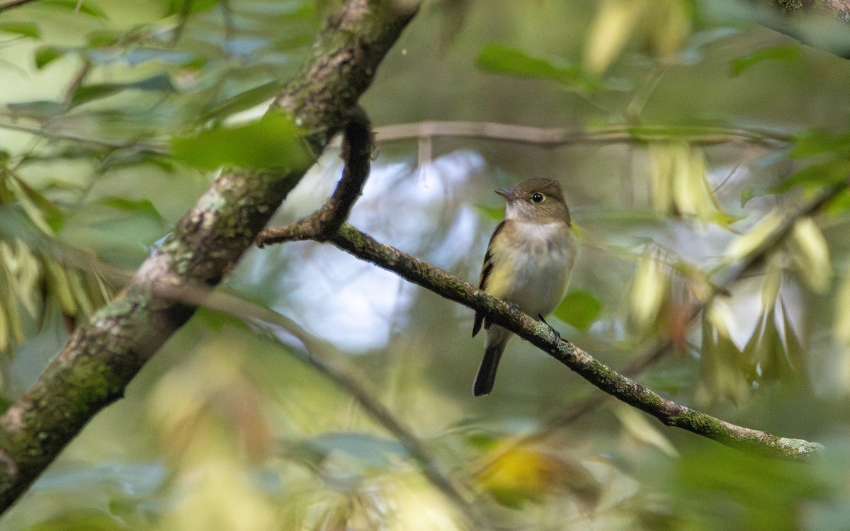 Buchenschnäppertyrann - ML641340897