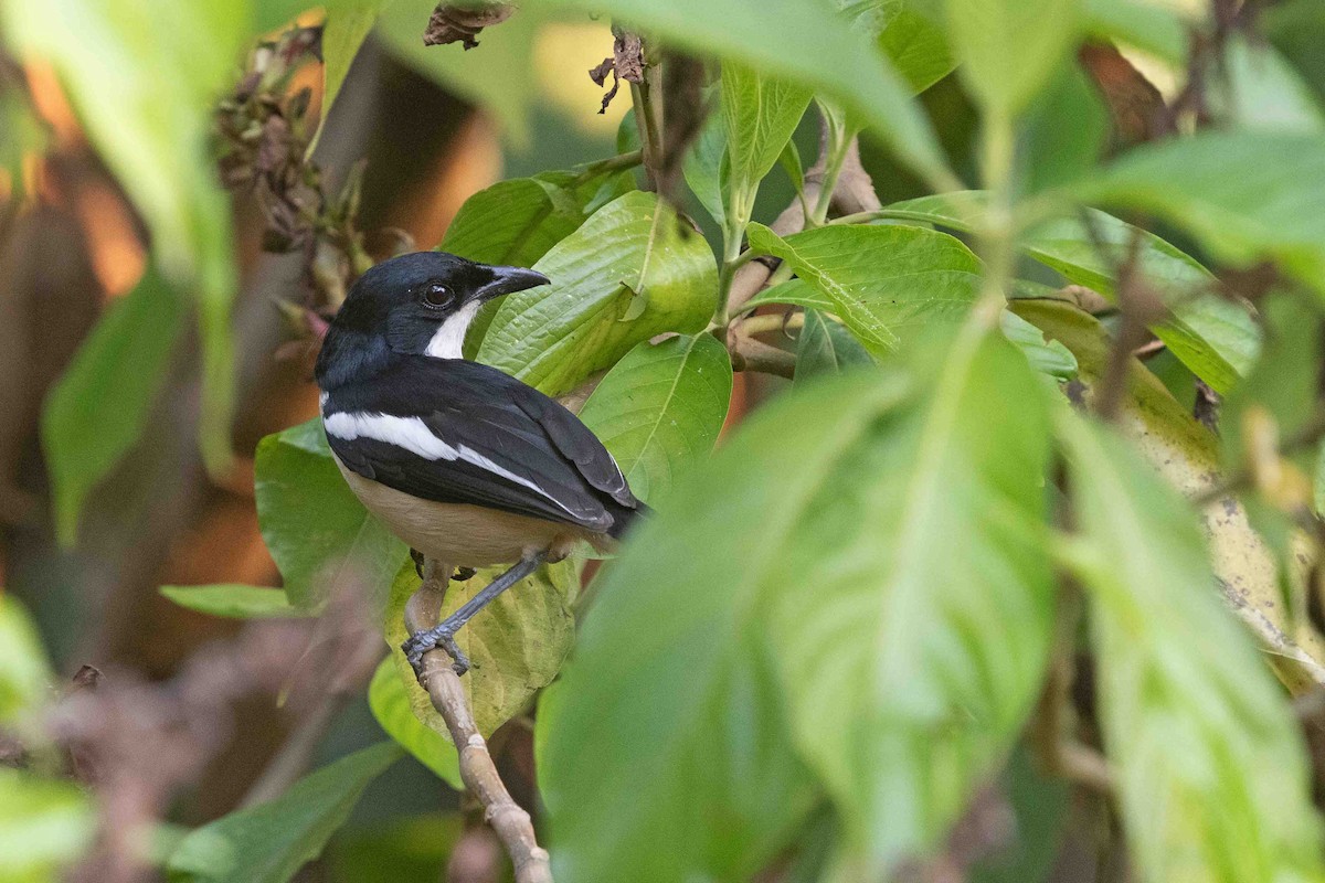 Tropical Boubou - ML641340914