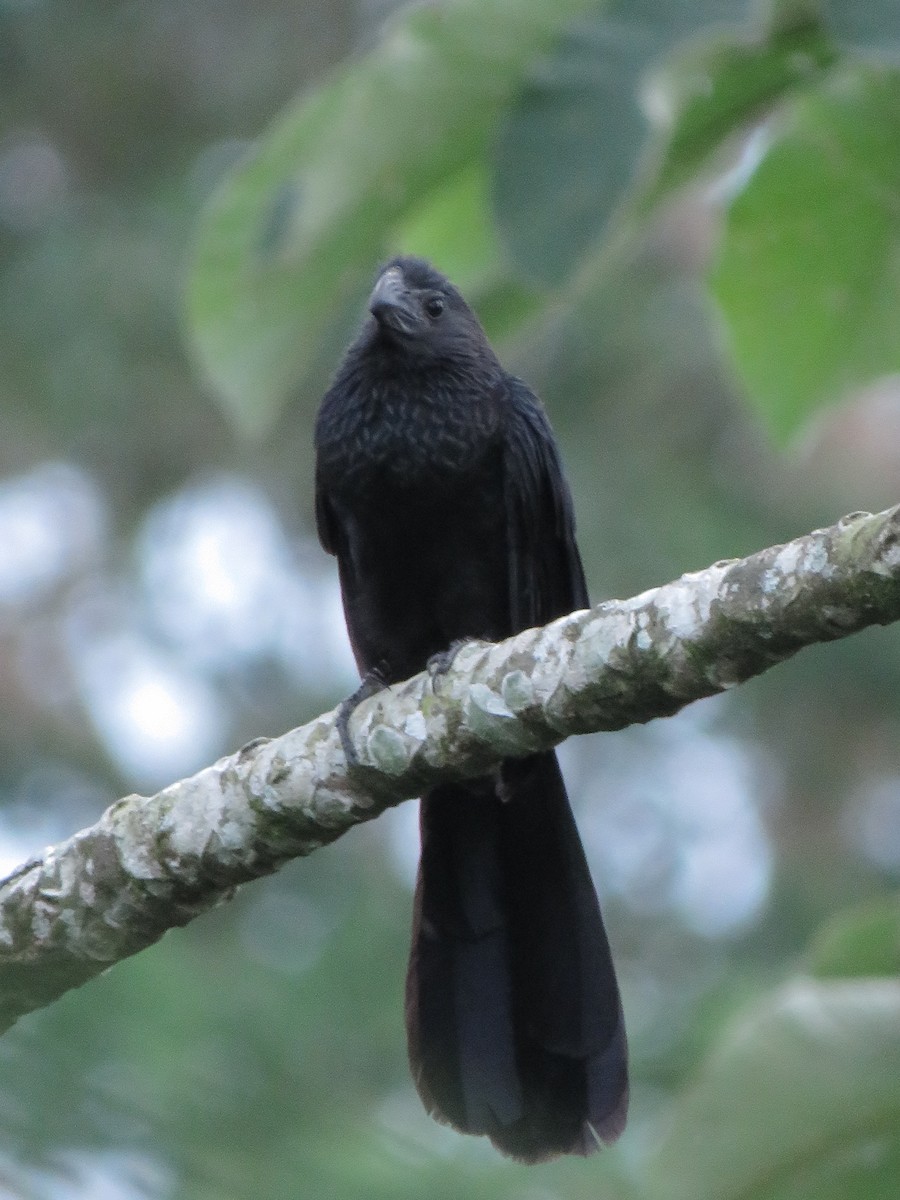 Groove-billed Ani - ML641340921