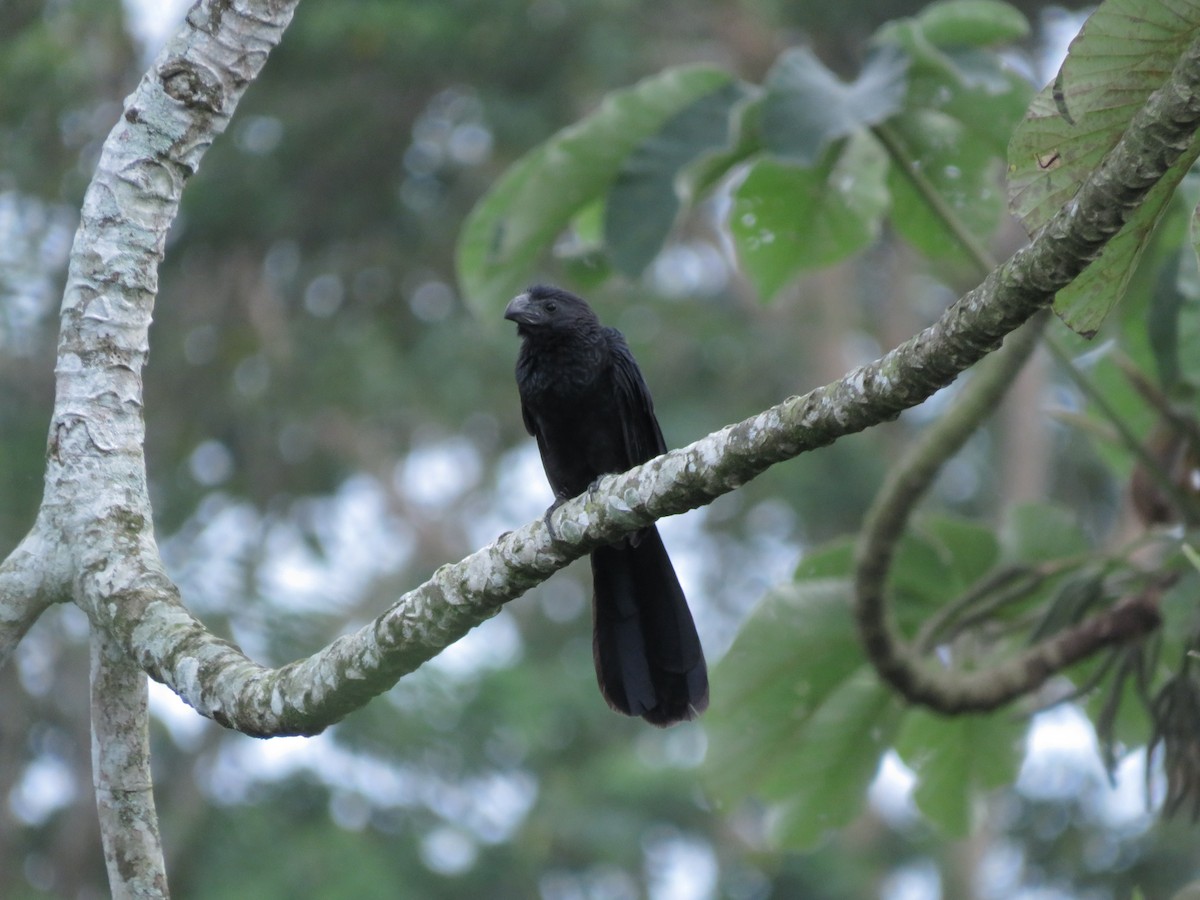 Groove-billed Ani - ML641340922