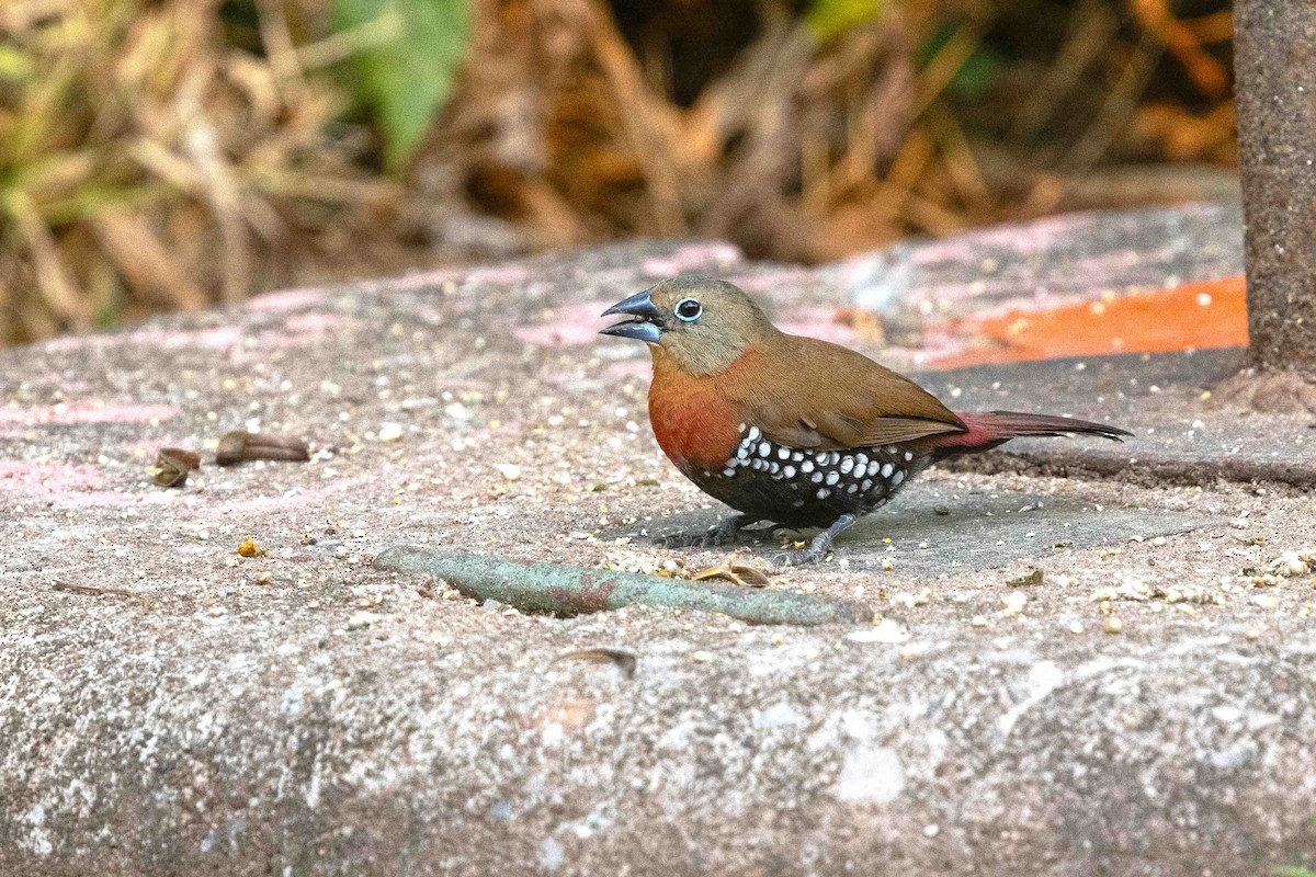 Red-throated Twinspot - ML641340927