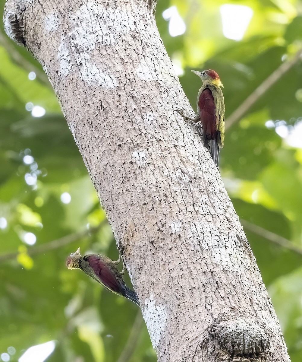 Crimson-winged Woodpecker - ML641340935