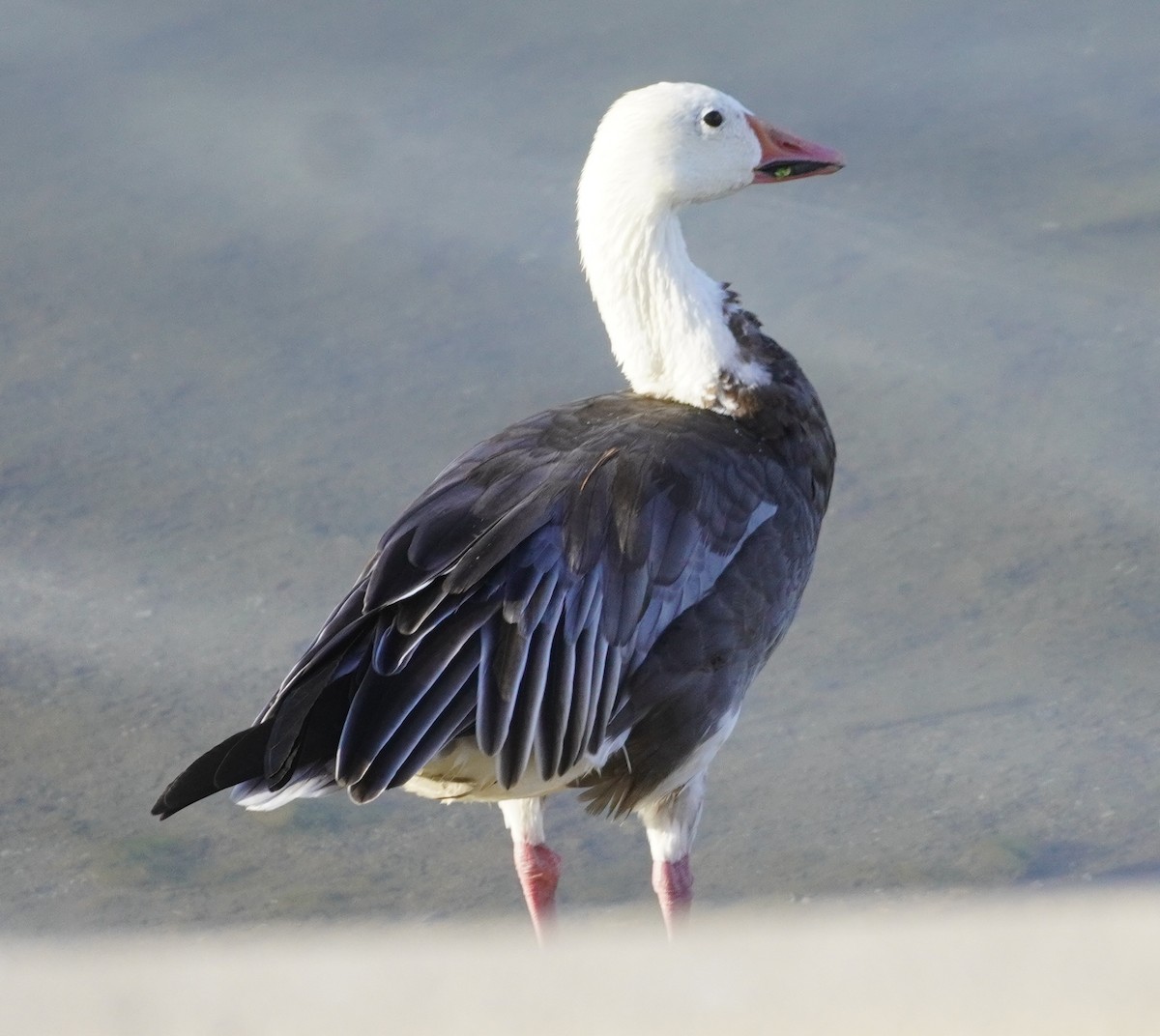 Snow Goose - ML641340937