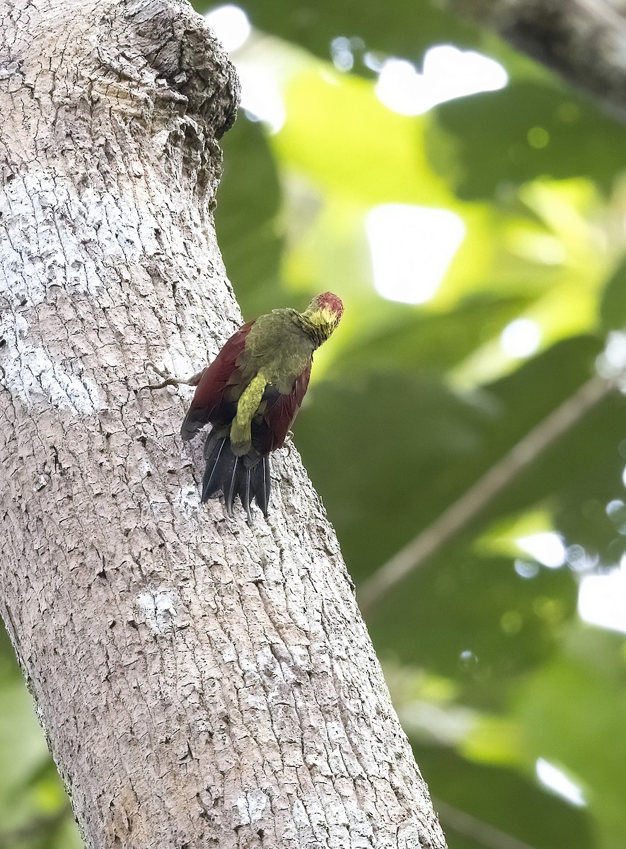 Crimson-winged Woodpecker - ML641340940