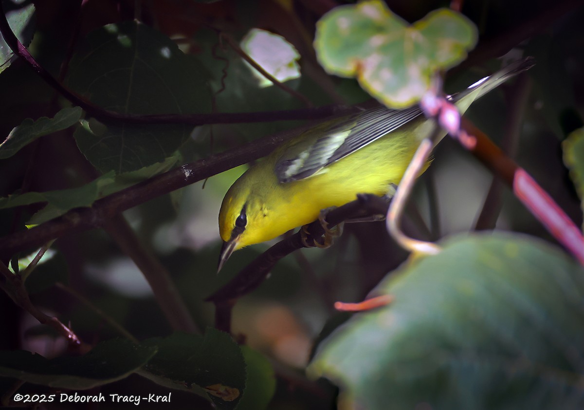 Blue-winged Warbler - ML641340941
