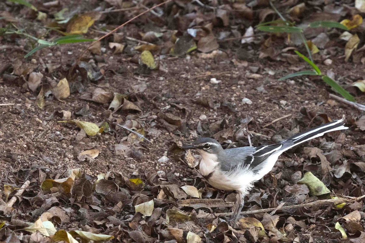 Mountain Wagtail - ML641340944