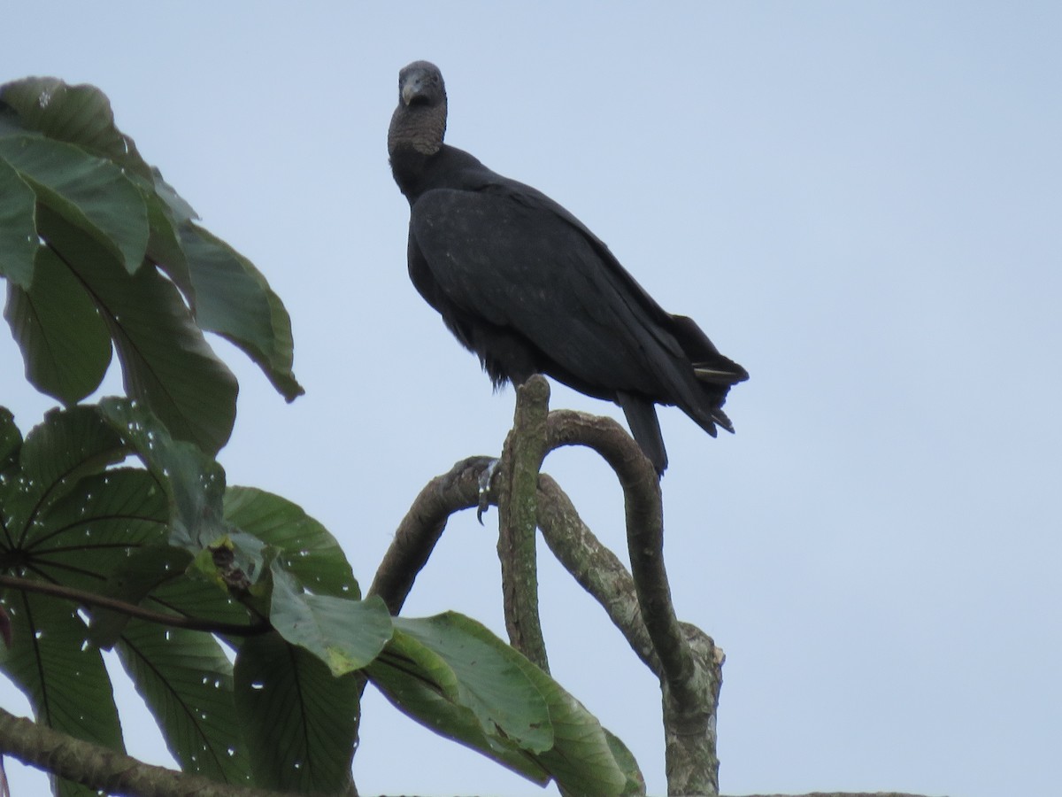 Black Vulture - ML641340950